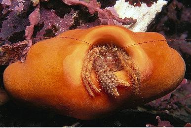 《自动贩卖机生意模拟》Steam页面上线 支持中文